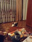     
: IMG_0345.jpg
: 22
:	121.6 
ID:	6802015