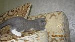     
: IMG_5489.jpg
: 24
:	109.3 
ID:	6809822