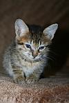     
: IMG_0775.jpg
: 50
:	80.6 
ID:	6811174