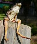     
: 1244102334_animals_58_13.jpg
: 36
:	31.4 
ID:	682924