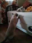     
: IMG_20130912_124233.jpg
: 13
:	79.4 
ID:	6830485