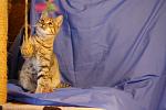    
: 23565fe487c5.jpg
: 4
:	41.2 
ID:	6833480