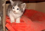     
: котяшка3.JPG
: 18
:	148.9 
ID:	6833507