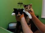     
: attachment.jpg
: 7
:	61.0 
ID:	6842764