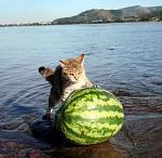     
: 1225695116_foto_prikoli_17.jpg
: 41
:	45.4 
ID:	684351