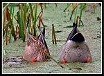     
: 1239092306_animals_34.jpg
: 71
:	73.7 
ID:	684440