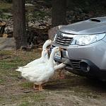     
: 1260442480_prikoly19-29.jpg
: 76
:	43.1 
ID:	684453