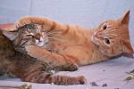     
: DSC_0812.jpg
: 1
:	32.9 
ID:	6846180