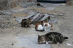     
: IMG_4336.jpg
: 11
:	101.9 
ID:	6860157