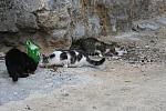     
: IMG_4337.jpg
: 8
:	113.5 
ID:	6860160
