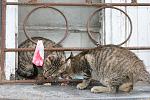     
: IMG_4343.jpg
: 9
:	104.5 
ID:	6860176