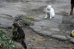     
: IMG_4345.jpg
: 8
:	111.9 
ID:	6860260