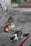     
: IMG_4347.jpg
: 15
:	98.2 
ID:	6860266