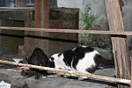     
: IMG_4374.JPG
: 9
:	255.8 
ID:	6860331