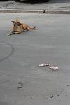     
: IMG_4335.JPG
: 8
:	256.2 
ID:	6860354