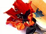     
: vis96LNzQ_U.jpg
: 11
:	251.2 
ID:	6863261