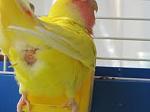     
: images.jpeg
: 6
:	5.3 
ID:	6921455