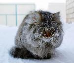     
: колымский кот.jpeg
: 6
:	39.5 
ID:	6922634