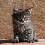    
: DSC_0132.jpg
: 3
:	51.1 
ID:	6933092