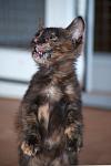     
: DSC_0072.jpg
: 6
:	51.1 
ID:	6935379
