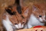     
: DSC_0035.jpg
: 4
:	46.2 
ID:	6935382