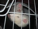     
: IMG_9126.jpg
: 7
:	31.2 
ID:	6939056