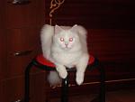     
: DSC00956.jpg
: 28
:	71.0 
ID:	694868