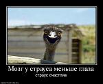     
: 506593_mozg-u-strausa-menshe-glaza.jpg
: 18
:	49.6 
ID:	696293