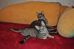     
: DSC_0337.jpg
: 7
:	132.7 
ID:	6968954