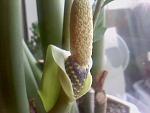     
: 110314_083015.jpg
: 18
:	187.3 
ID:	6970597