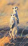     
: put-2.jpg
: 11
:	15.7 
ID:	697146