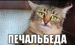     
: кот.jpg
: 15
:	22.2 
ID:	6973210