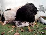     
: IMG_20131009_082458.jpg
: 13
:	125.4 
ID:	6993328
