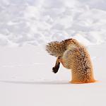     
: fox-snow_1547818i.jpg
: 27
:	41.1 
ID:	699992