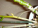     
: DSC06914.jpg
: 6
:	117.3 
ID:	7012613