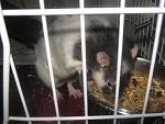     
: IMG_9176.jpg
: 8
:	43.6 
ID:	7022496