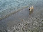     
: DSC05499.jpg
: 6
:	246.0 
ID:	7022905