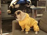     
: DSC05747.jpg
: 9
:	119.4 
ID:	7022934