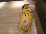     
: DSC05745.jpg
: 7
:	100.4 
ID:	7022937