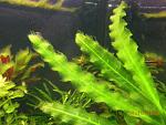     
: DSCN2116.jpg
: 19
:	133.5 
ID:	7026401