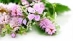    
: DesktopMania.ru-40829-300x168.jpg
: 11
:	15.1 
ID:	7029807