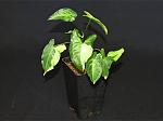     
: Syngonium 'White frame'_1.jpg
: 164
:	51.6 
ID:	7037838