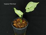     
: Syngonium 'White frame'.jpg
: 229
:	189.8 
ID:	7037839