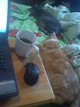     
: DSC00400.jpg
: 6
:	54.8 
ID:	7040945