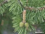     
: 1240771061_pic_id27720.jpg
: 18
:	41.5 
ID:	704513