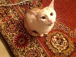     
: image.jpg
: 13
:	221.8 
ID:	7046140