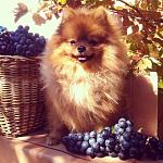     
: IMG_4005.jpg
: 6
:	163.7 
ID:	7047128