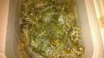     
: DSC_2394.jpg
: 12
:	119.8 
ID:	7057356
