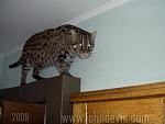     
: кот.jpg
: 51
:	37.3 
ID:	7057841
