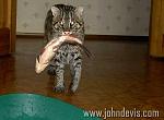     
: кот10.jpg
: 9
:	44.4 
ID:	7057849
